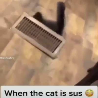 HAHA OMG LMAO IMPOSTER SUS VOTE CAT🤣🤣🤣🤣🤣