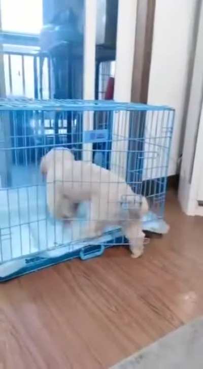 One smart puppy