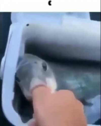 Wholesome fish.