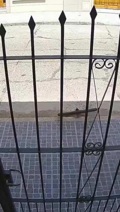 GUALEGUAY: Intentó robarle el celular a una señora de 70 años, y se le rompió la bici a los dos metros