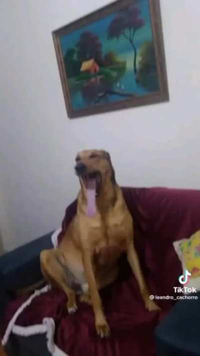 leandro o cachorro