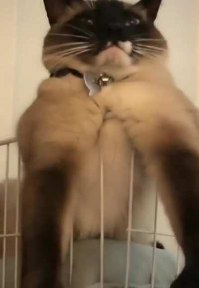 Котик