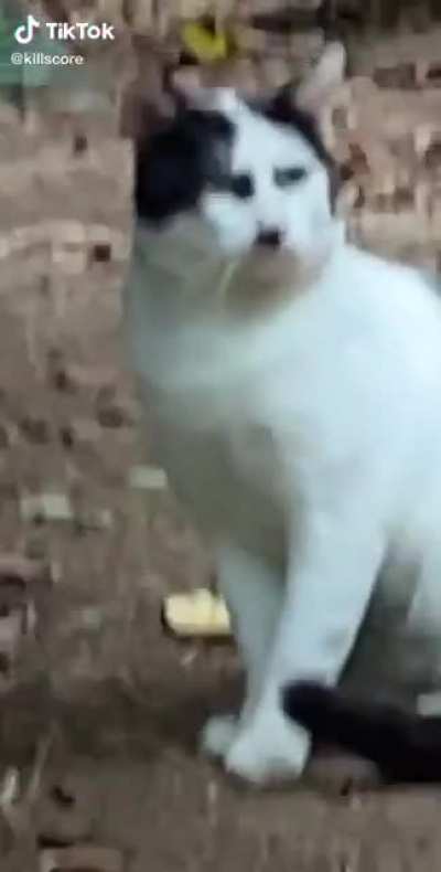 Don't let the cat fail at art school