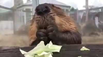 Бобр