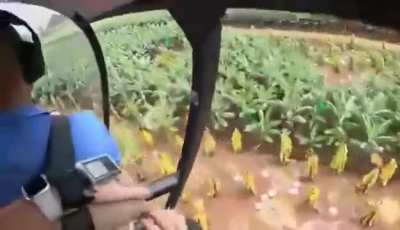 Robinson R44 loses power at 3,000 ft and experiences a hard landing in a banana plantation