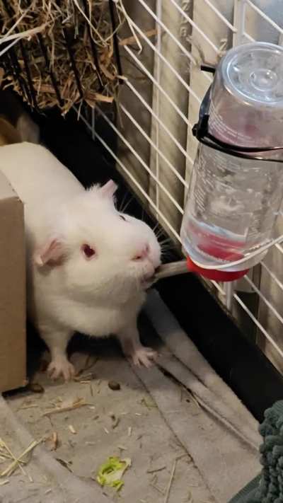 The cutest water drinker in town