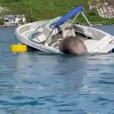 He needs a bigger boat..