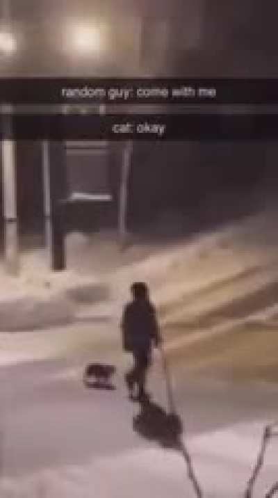 cat