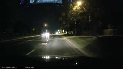 Close Call For Fox!