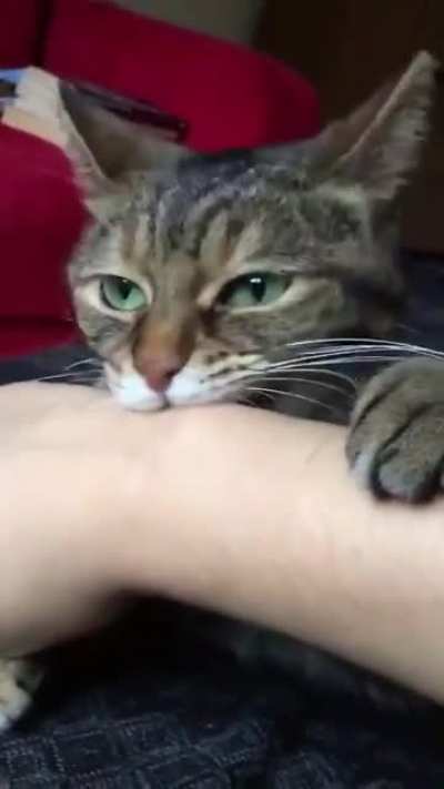 cellGr cellFofo... cellGr