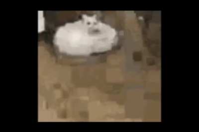 gato