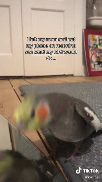 Bird is vibing