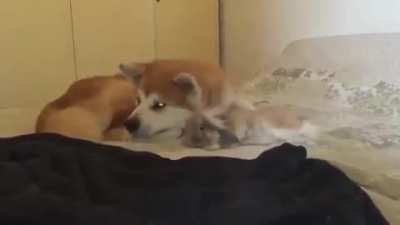 Bunnies flop over when they feel completely safe beside their protectors