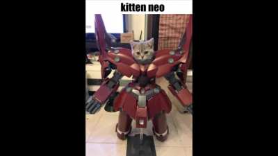 NOWS YOUR CHANCE TO BE A [Meow meow meow]
