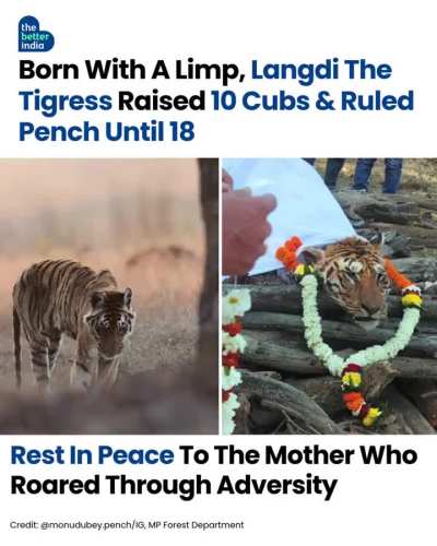 A limp at birth could have meant certain death in the wild.
But one tigress refused to let it define her story.