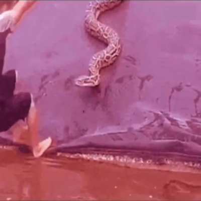 Lil snek