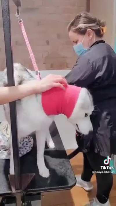 Huskys are loud