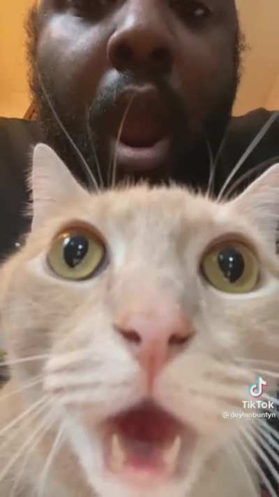 Pussy cat