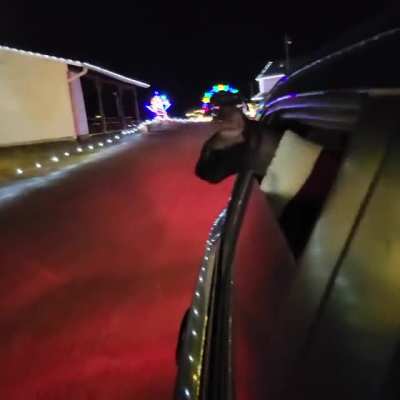 Christmas Road cat