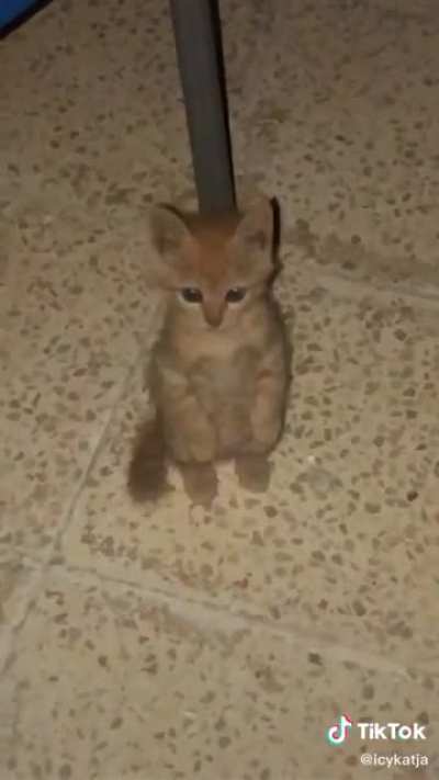 el pana sigue vivo 😭😭