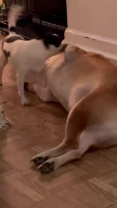LAughing at the dogs having fun
