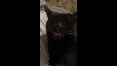 My 4-year-old cat suddenly seems really sick after losing her older bonded friend -- what could this be?