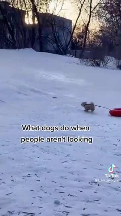 What dogs do when you're not looking
