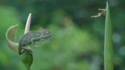 A chameleon grabbing a meal