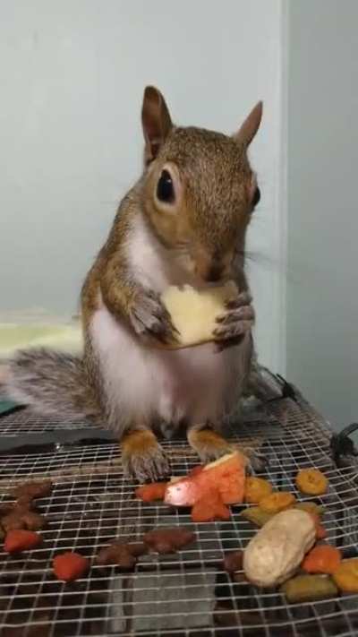 Widdlepiddles enjoying some apple