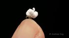 Forbidden Popcorn