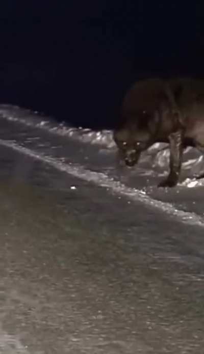 🔥 Massive wolf crossing the road.
