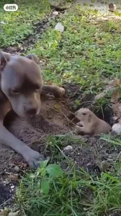 dog digging, curious about gofer, makes a friend