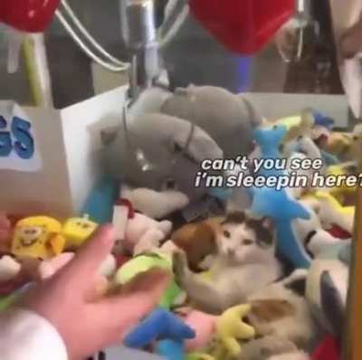 Cat-cha-cat