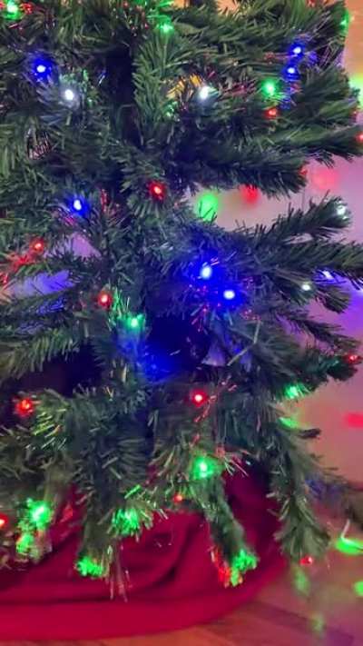 tree:1 Nova:0