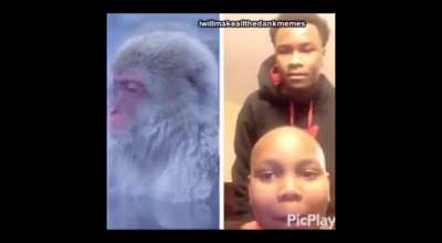 monkey