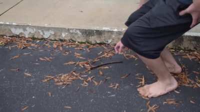attacked by wasps
