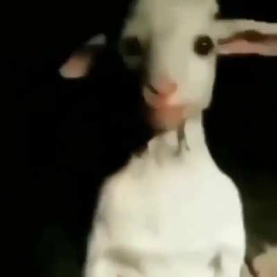 the goat.