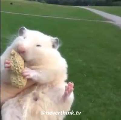 mouse mouse mouse