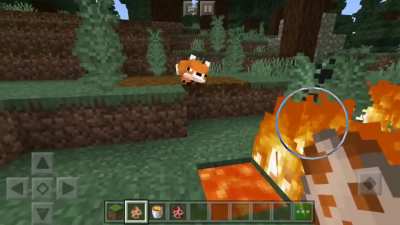 Suicidal fox