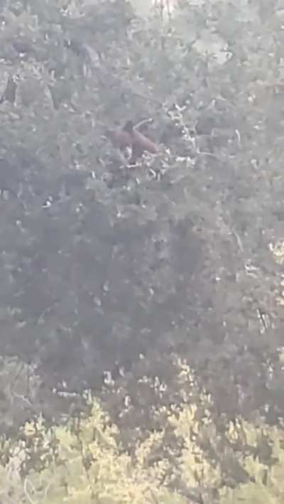 Bear in a tree