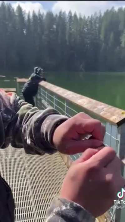 Duck wizard