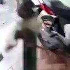 que nunca mais arrobe