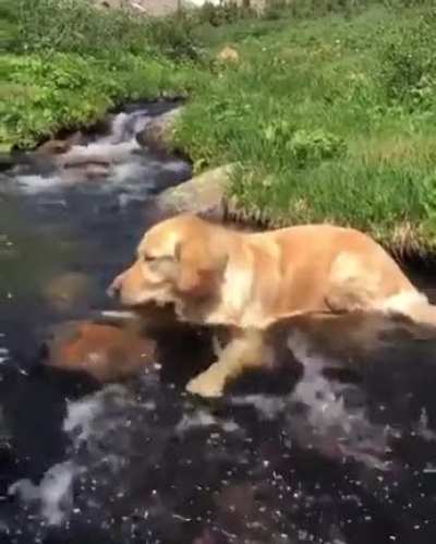 Relaxation at it's finest ... !! 🐶
