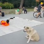 To copy hooman