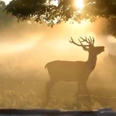 Early morning