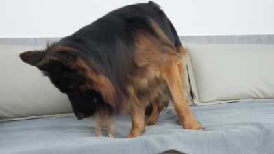German Shepherd Attacked by a Ruthless Monster