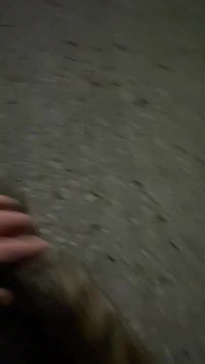 Не ты выбир<wbr>аешь кота, кот выбир<wbr>ает тебя ©