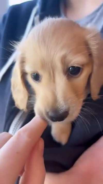 Little bitey boi