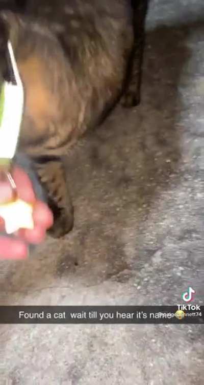 cat rule