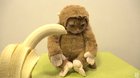 A monkey eating a banana